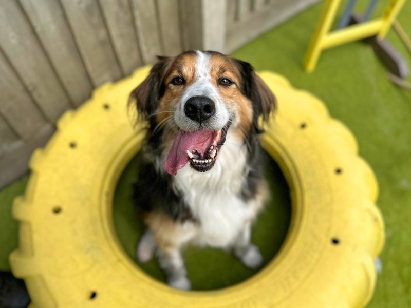 Border Collie for adoption in Shoreham by Sea, West Sussex – 7 years old - Image 5 of 10