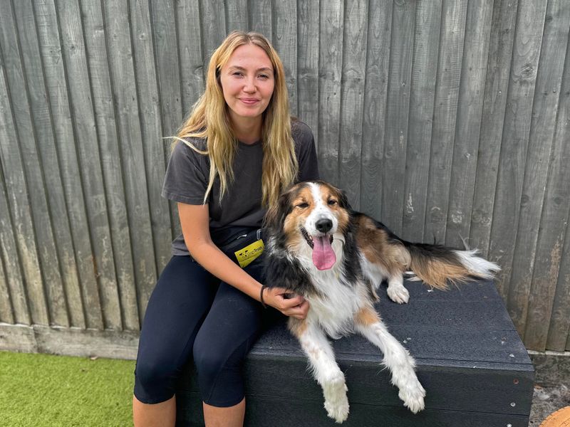 Border Collie for adoption in Shoreham by Sea, West Sussex – 7 years old - Image 2 of 10