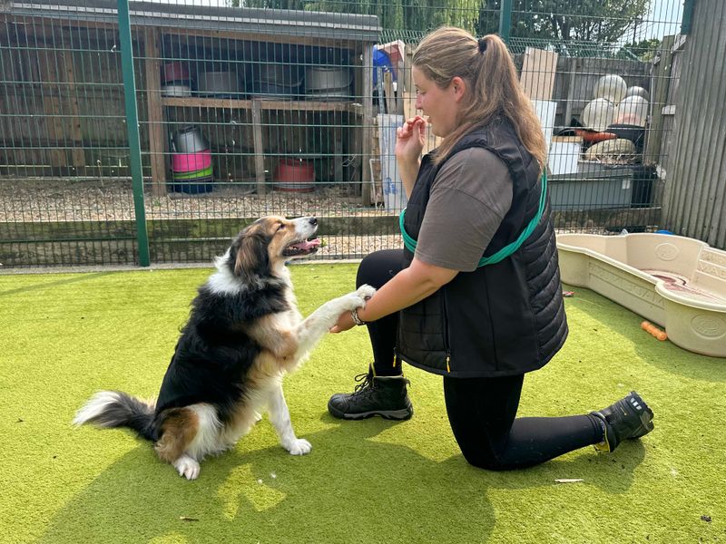 Border Collie for adoption in Shoreham by Sea, West Sussex – 7 years old
