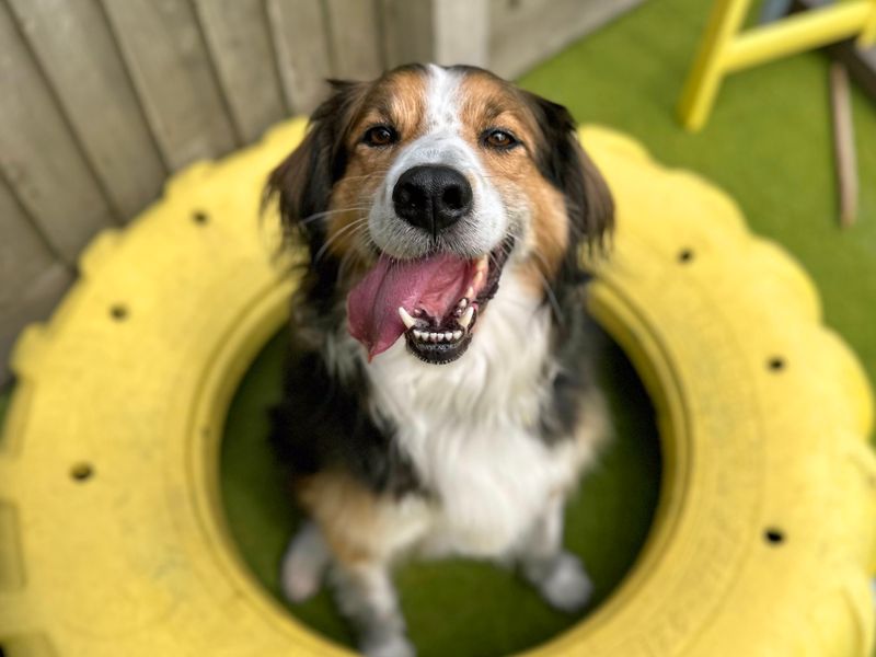 Border Collie for adoption in Shoreham by Sea, West Sussex – 7 years old - Image 10 of 10