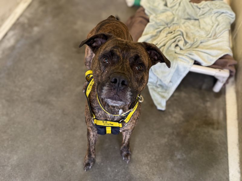 Staffordshire Bull Terrier for adoption in Wickford, Essex – 6 years old