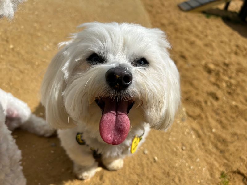 Sparky | Bichon Frise | Salisbury (Wiltshire) - 1