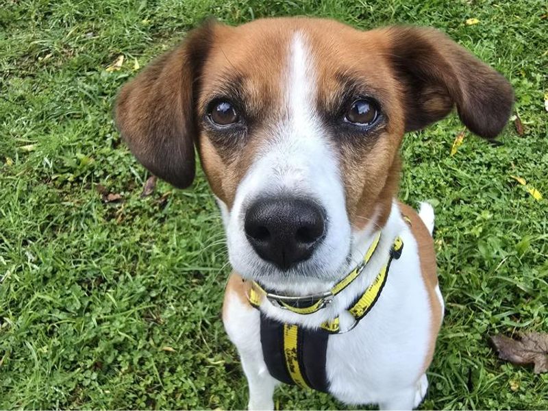 Luna | Terrier (Jack Russell) Cross | Shrewsbury (Shropshire) - 1