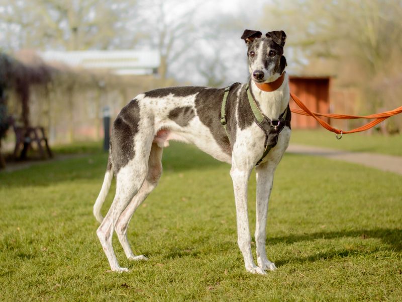 Pickle | Greyhound | Kenilworth (West Midlands) - 1