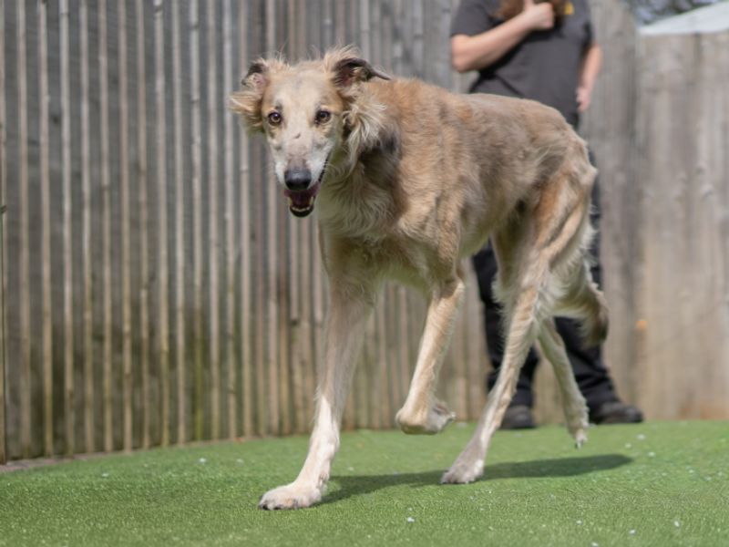 Charlie | Lurcher Cross | Kenilworth (West Midlands) - 1