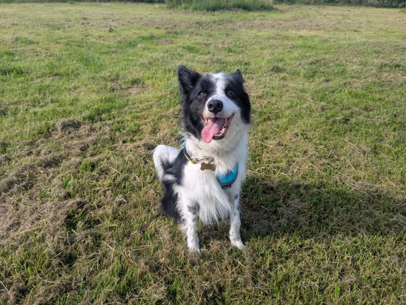 Hooch | Collie (Border) | Bridgend (Wales) - 1