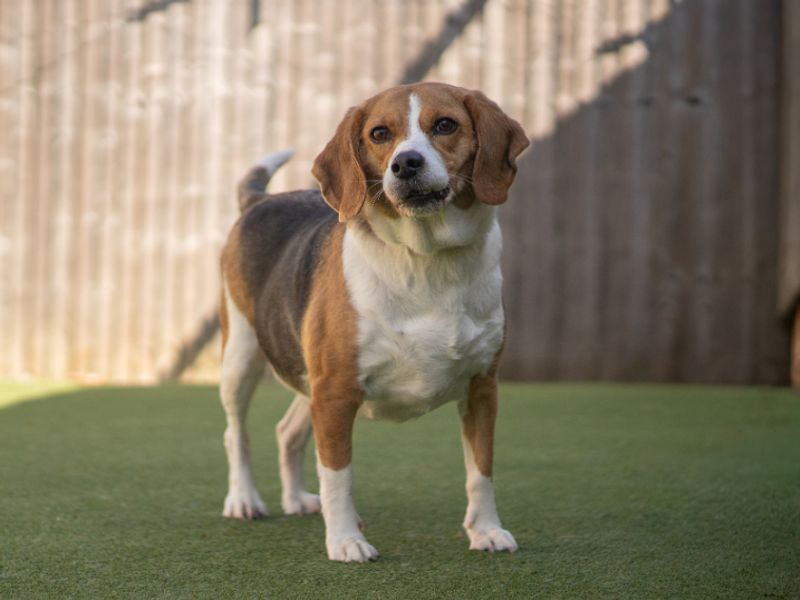 Beagle Dogs And Puppies For Adoption