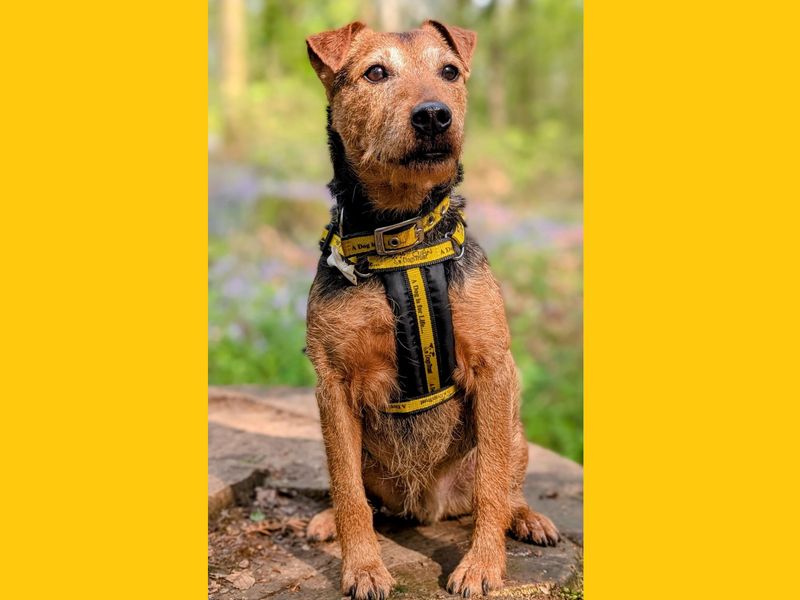 Cuan | Terrier (Lakeland) Cross | Ballymena (Northern Ireland) - 1
