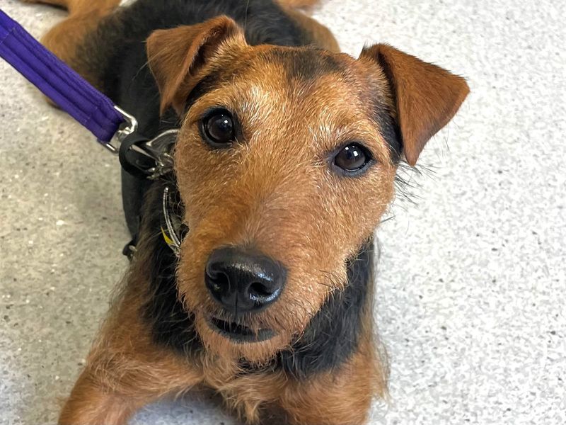 Cuan | Terrier (Lakeland) Cross | Ballymena (Northern Ireland) - 1