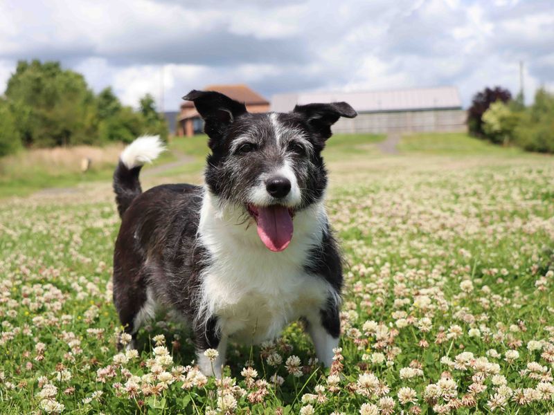Maxwell for sale in Sadberge, Co Durham