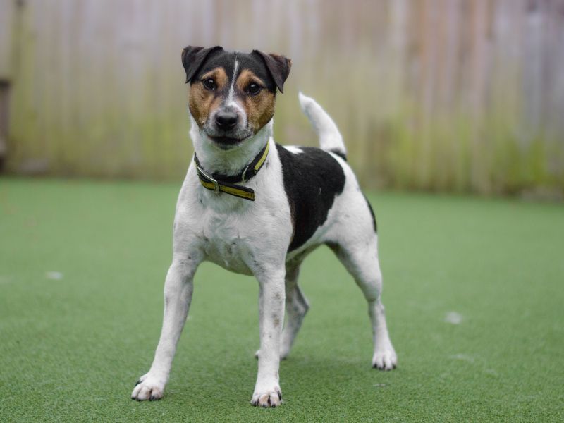 Jack Russell Terrier for adoption in Kenilworth, Warwickshire – 6 years old - Image 1 of 2