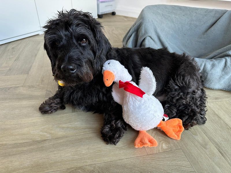 Richmond | Dachshund (Long Haired) | Darlington - 1