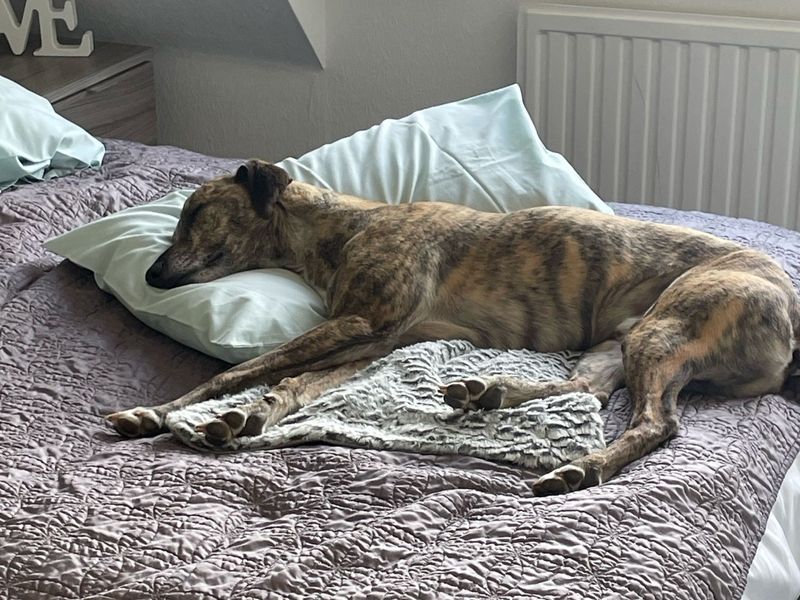 Max | Lurcher | Kenilworth (West Midlands) - 1
