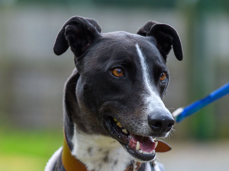 Betty spaghetti | Lurcher | Loughborough - 1
