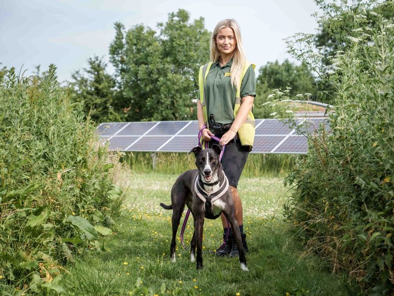 Betty spaghetti | Lurcher | Loughborough - 1