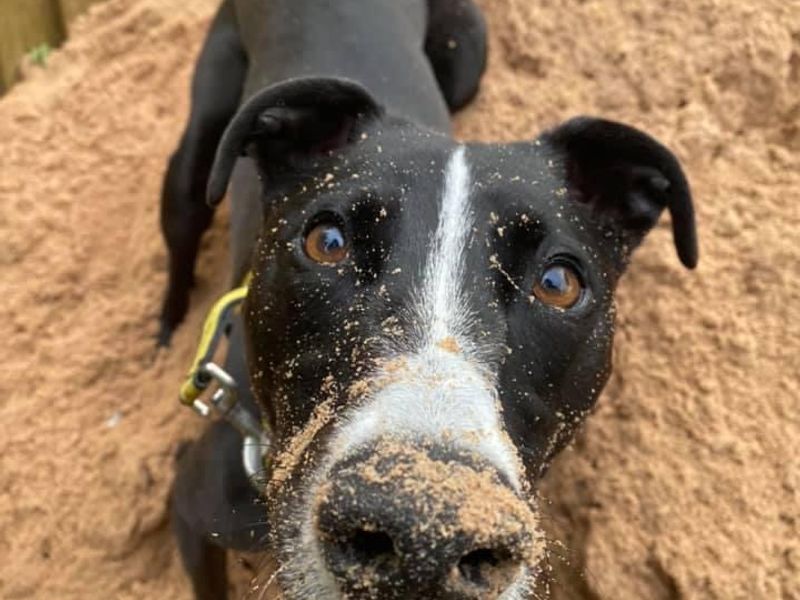 undefined | Lurcher | undefined - 9