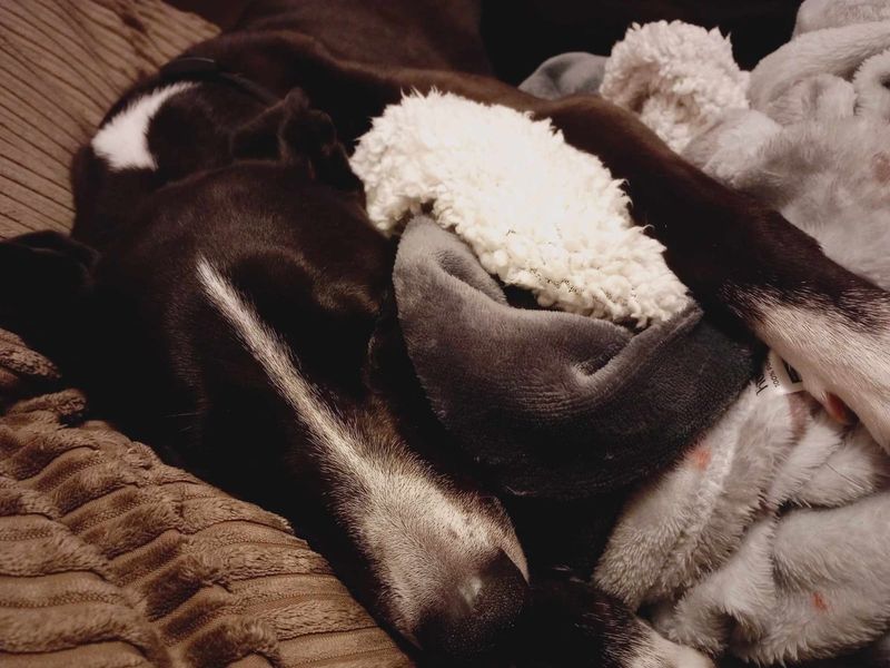 undefined | Lurcher | undefined - 3