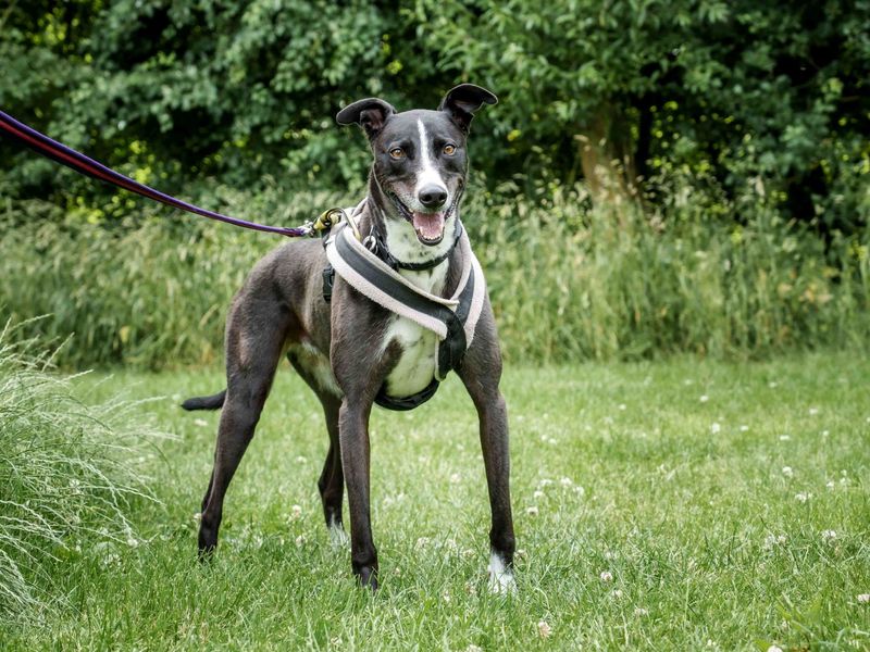 undefined | Lurcher | undefined - 11
