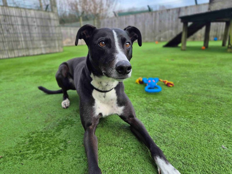 undefined | Lurcher | undefined - 7