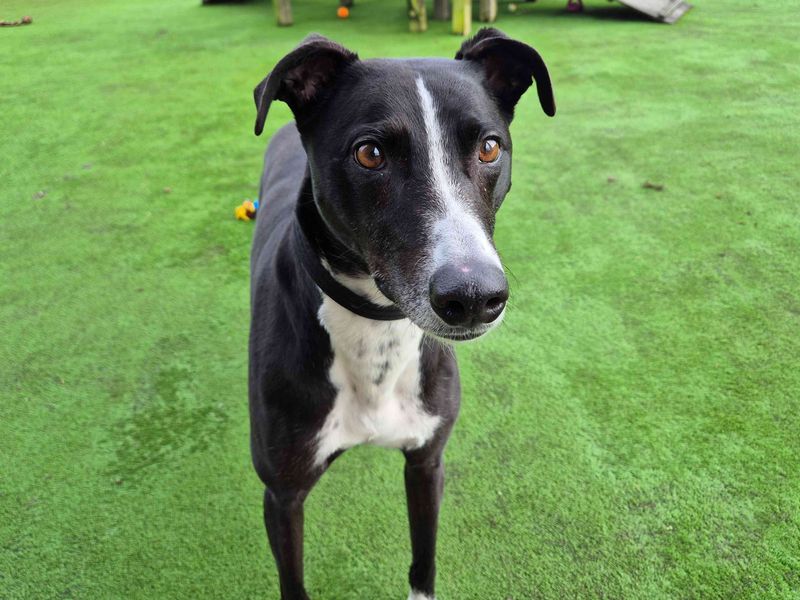 undefined | Lurcher | undefined - 5