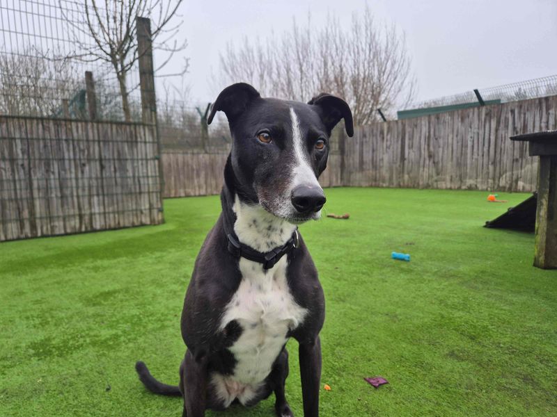 undefined | Lurcher | undefined - 2