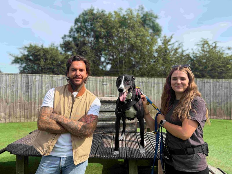 undefined | Lurcher | undefined - 5