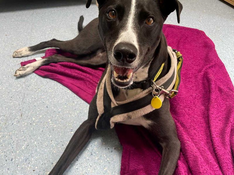 undefined | Lurcher | undefined - 13