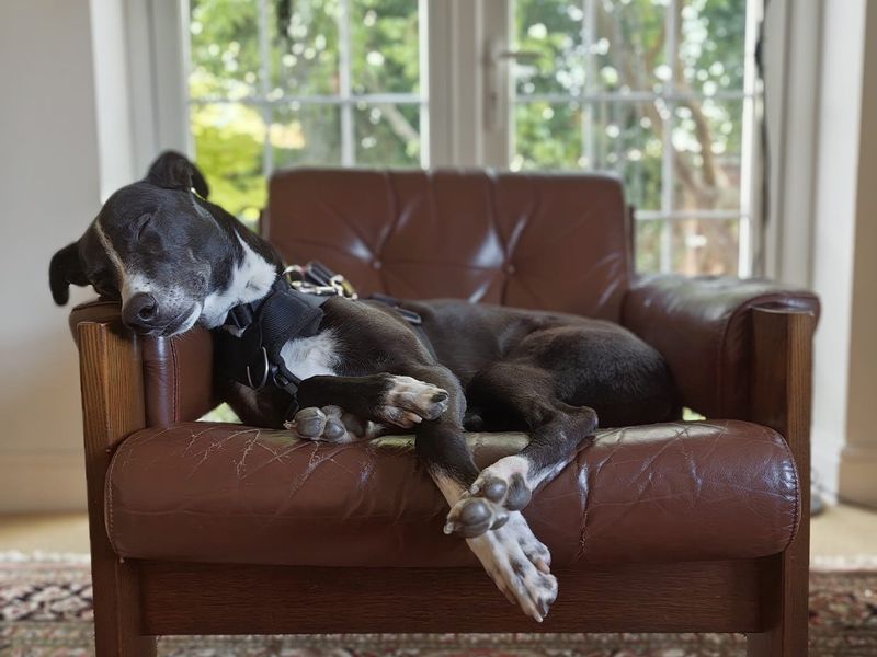 Betty spaghetti | Lurcher | Loughborough - 8