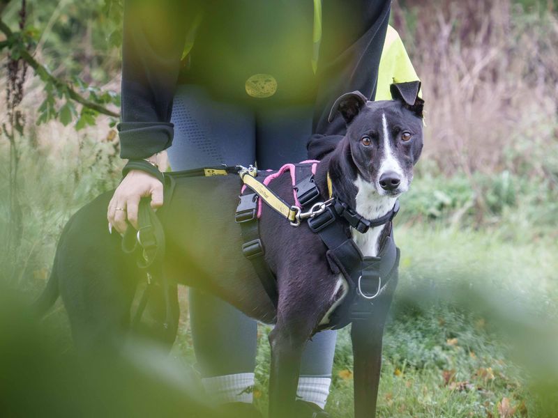 Betty spaghetti | Lurcher | Loughborough - 3
