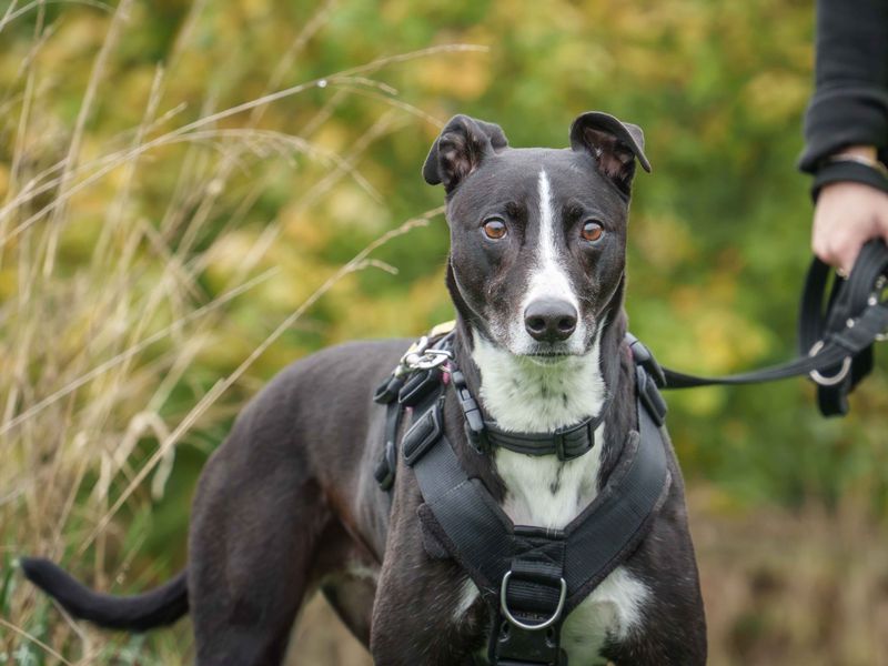 Betty spaghetti | Lurcher | Loughborough - 11