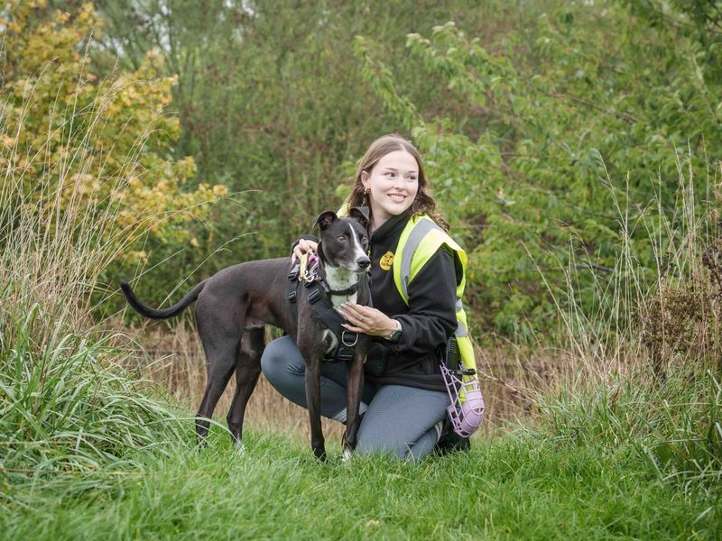 Betty spaghetti | Lurcher | Loughborough - 14