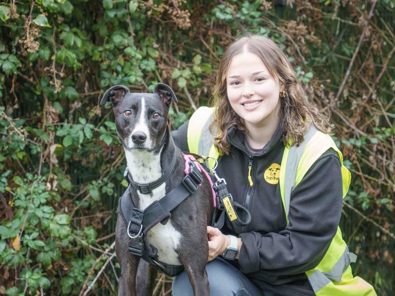 Betty spaghetti | Lurcher | Loughborough - 2