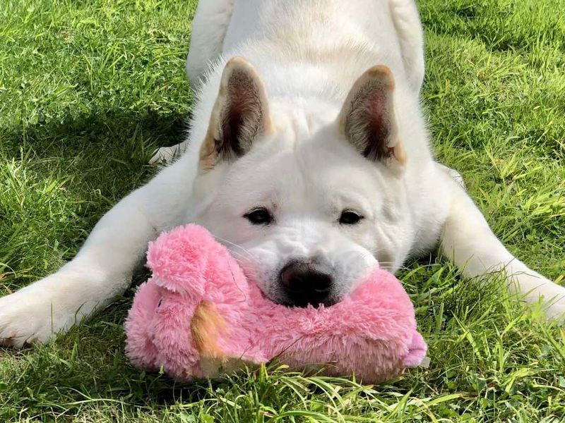Ziggy | Akita | Evesham (Worcestershire) - 1