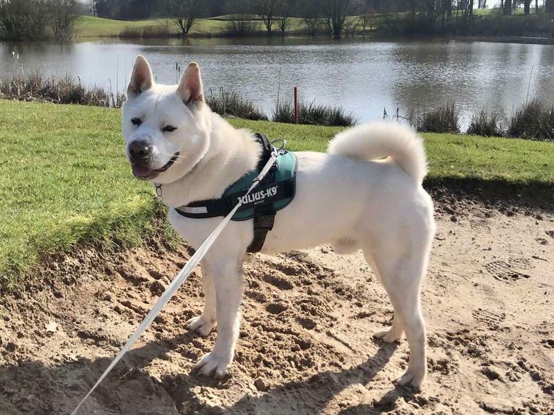 undefined | Akita | undefined - 9