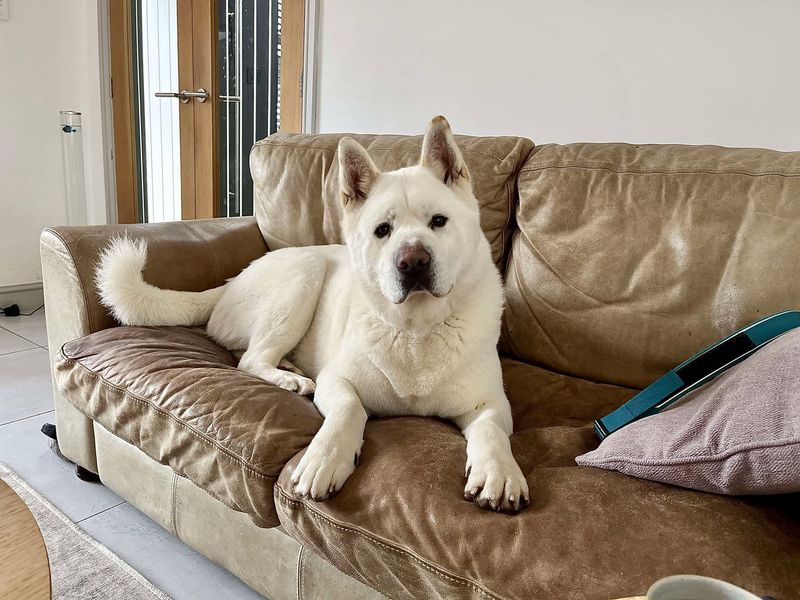 undefined | Akita | undefined - 2