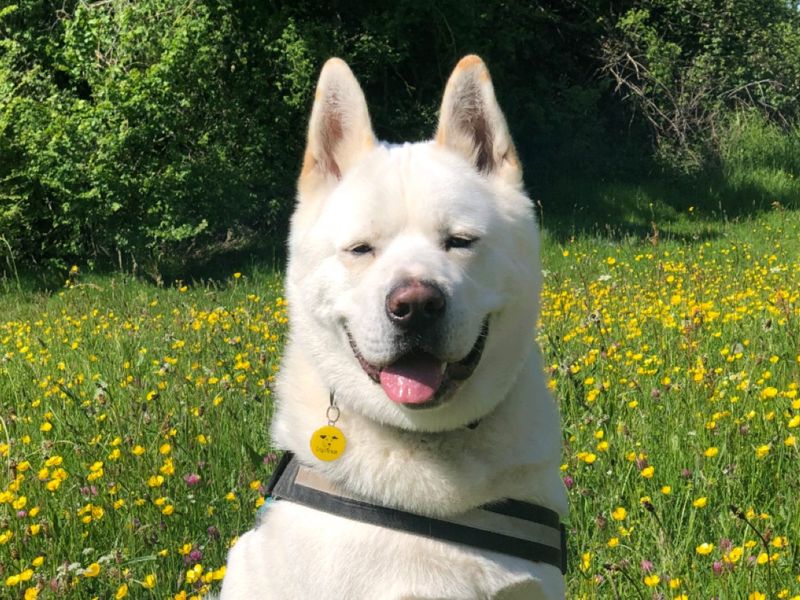 undefined | Akita | undefined - 4