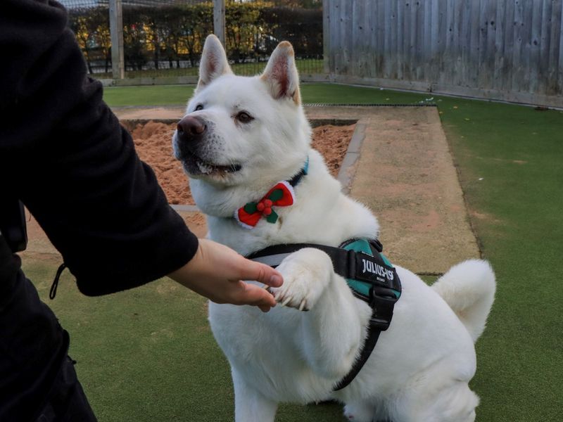 undefined | Akita | undefined - 7