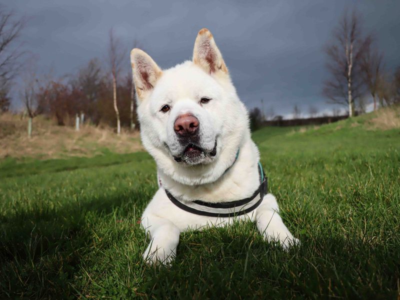 undefined | Akita | undefined - 8