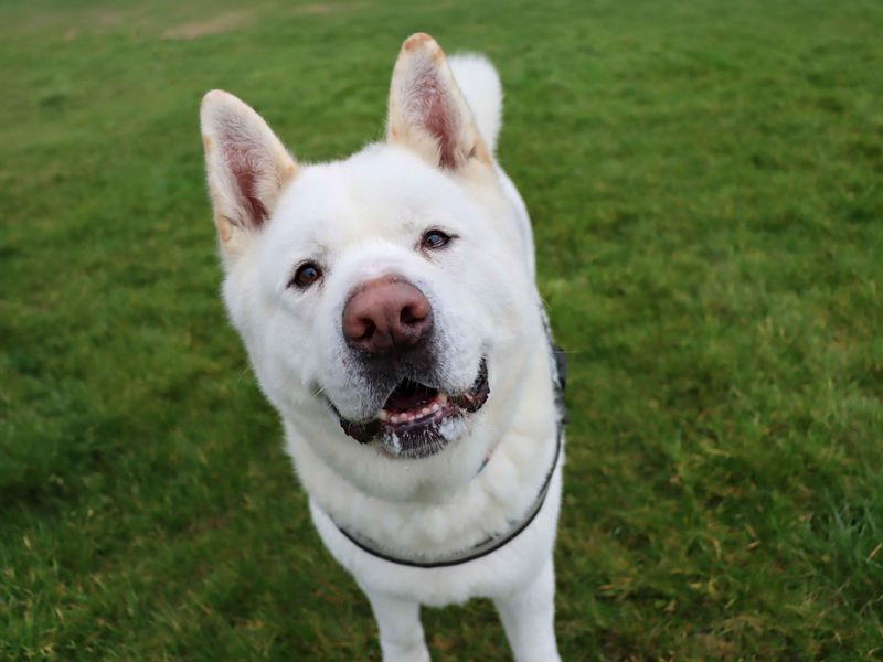 undefined | Akita | undefined - 10