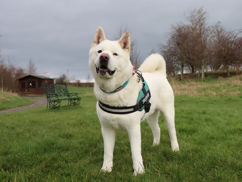 undefined | Akita | undefined - 6