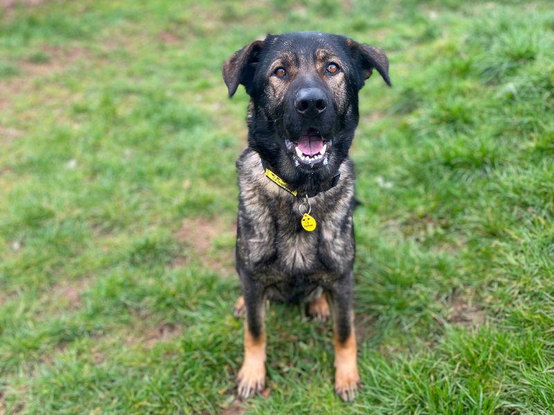 German Shepherd puppies for sale in Wymeswold – 8 years old