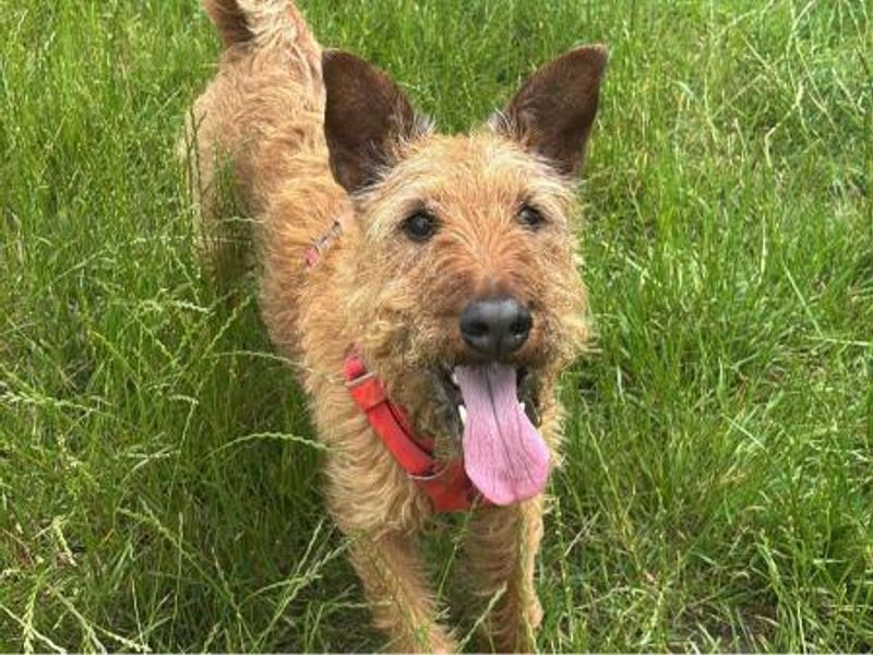 Fynn, a 8 years old male Irish Terrier available for adoption from Dogs Trust in Shrewsbury, Shropshire