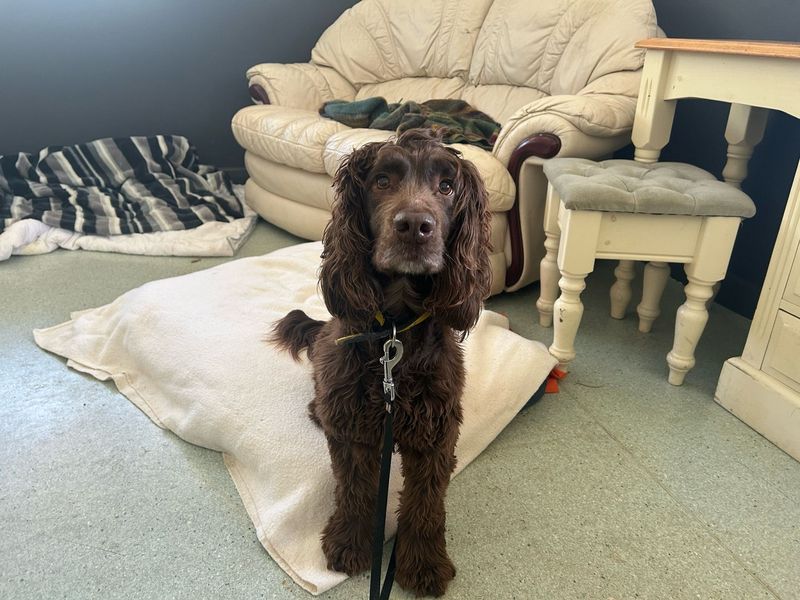 Beau for sale in Chestfield, Kent