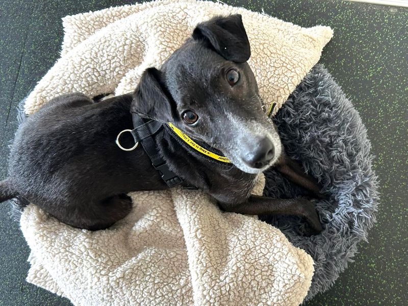 Jack Russell Terrier for adoption in Shoreham by Sea, West Sussex – 10 years old - Image 7 of 10