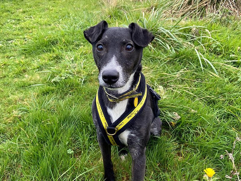 Adopt a Terrier (Patterdale) Cross Rescue Dog Basil Dogs Trust