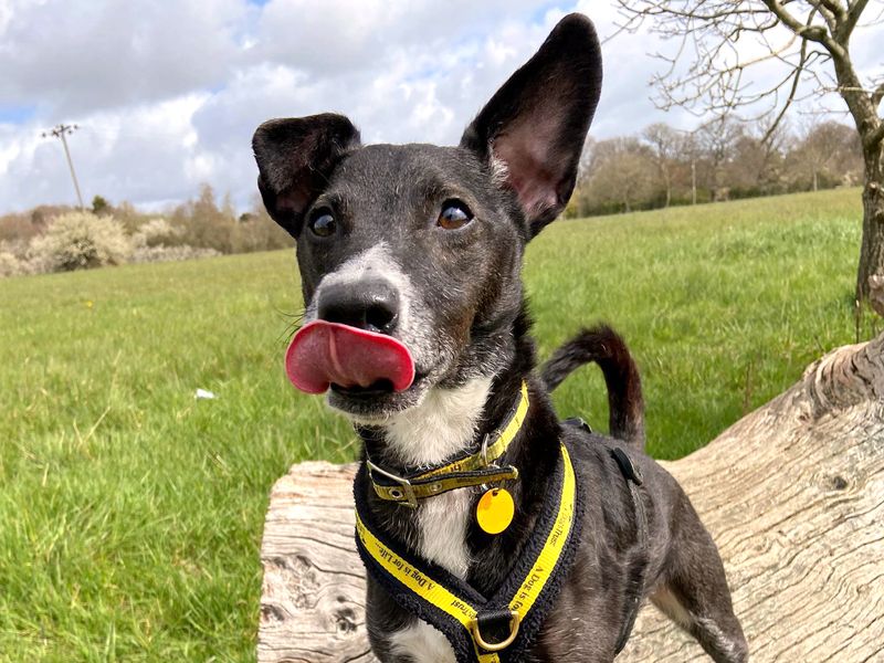 undefined | Terrier (Patterdale) Cross | undefined - 3