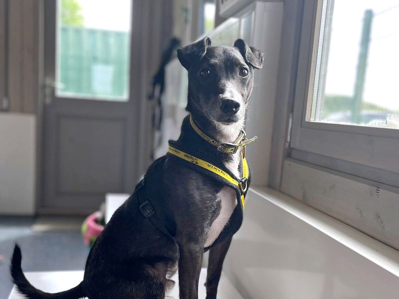 Adopt a Terrier (Patterdale) Cross Rescue Dog Basil Dogs Trust