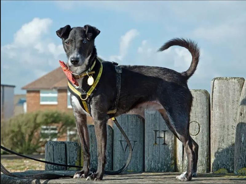 Peppy | Terrier (Patterdale) Cross | Shoreham (Sussex) - 1