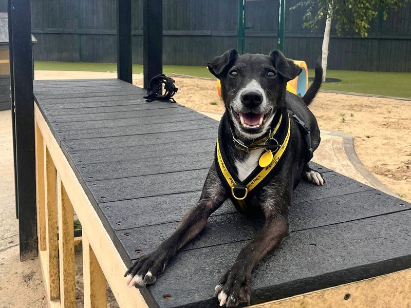 Jack Russell Terrier for adoption in Shoreham by Sea, West Sussex – 10 years old - Image 9 of 10