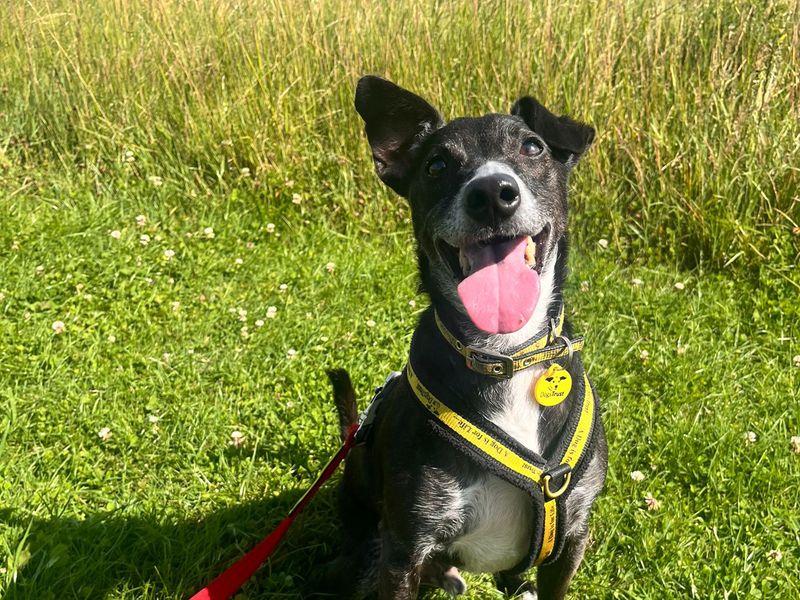 Jack Russell Terrier for adoption in Shoreham by Sea, West Sussex – 10 years old - Image 2 of 10